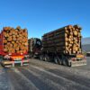 Forest Steel XXL metsaveopostid