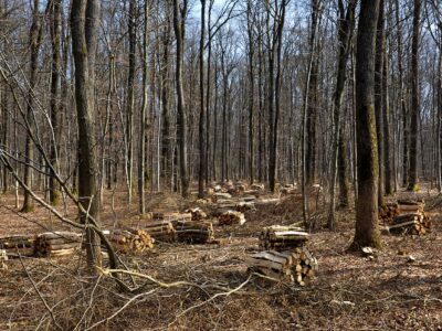 forest biomass